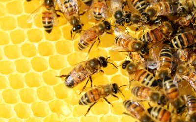 APIA efectuează plata ajutorului de minimis pentru sectorul apicol