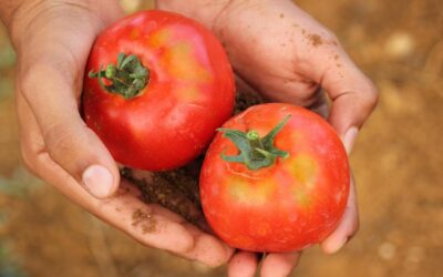Programele de sustinere a productiei de legume