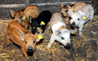 Continuă sprijinul pentru crescătorii de porci din rasele românești Bazna şi/sau Mangaliţa