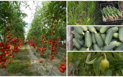 Fermierii vor putea beneficia de 1000 pentru ciclul II de productie, conform Programului de sustinere a productiei de legume in spatii protejate