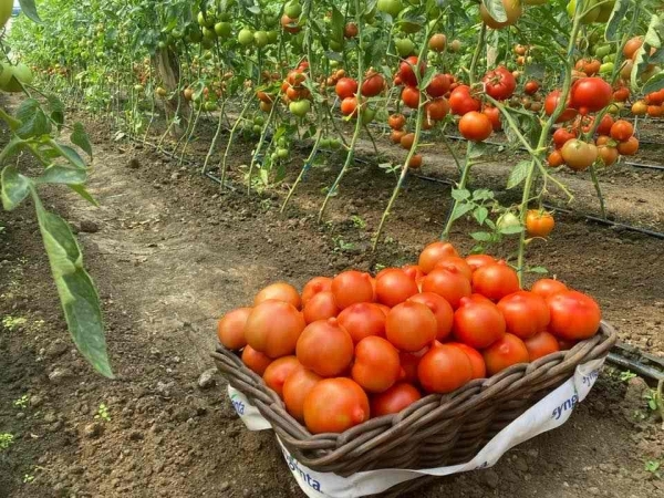 CENTRALIZATOR privind beneficiarii de minimis conform HG 1569/2022 „Program Tomata” cu sumele aprobate la plata