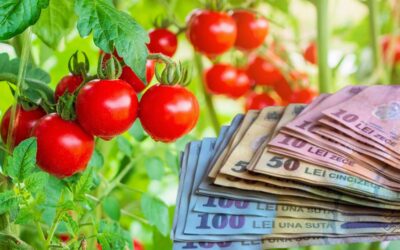 Programului de susținere a productiei de legume cultivate in spații protejate conform HG 1342/2024