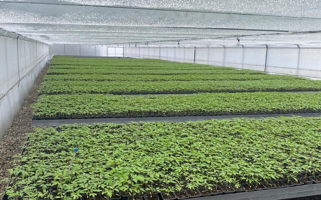 Aesiuni de informare a producătorilor agricoli cu privire la formele de sprijin ce vor fi acordate in anul 2026