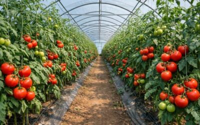 Depunere cereri de inscriere in Programul de sustinere a productiei de legume cultivate in spatii protejate, pentru anul 2026, in conformitate cu prevederile HG nr. 325/2025.